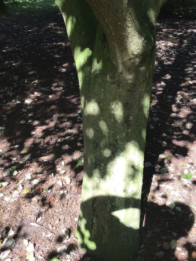 Sorbo del Devon 5