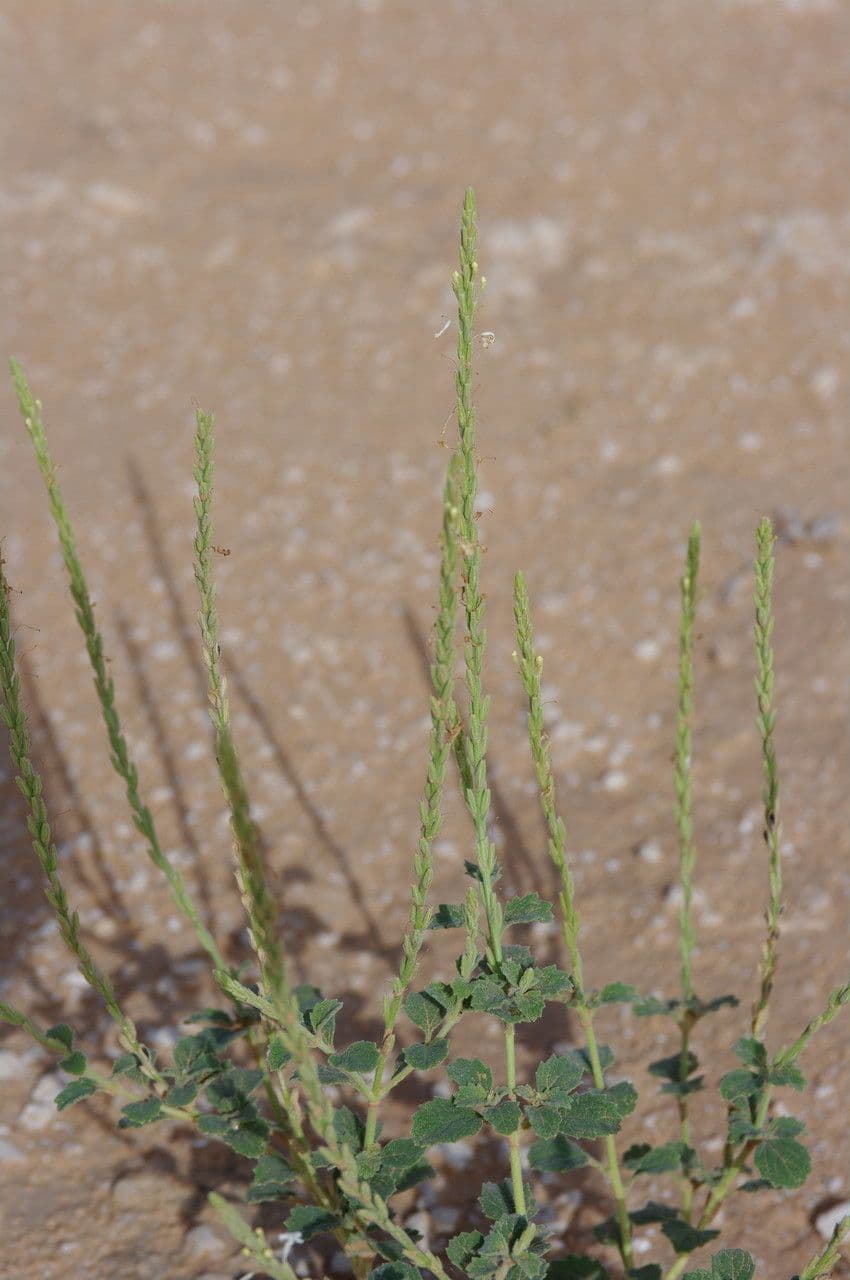 Chasmanthium 11