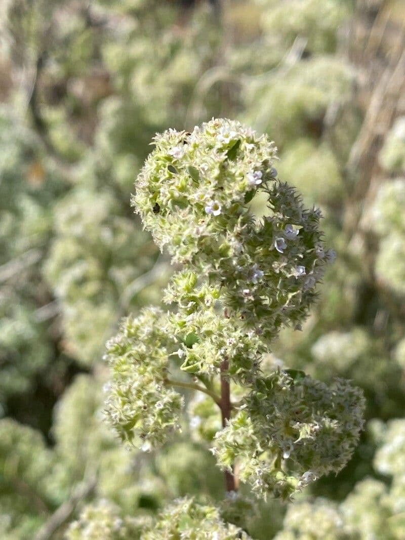 Bystropogon 2