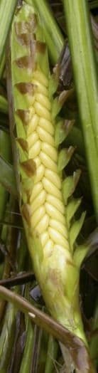 Zostera marina 2