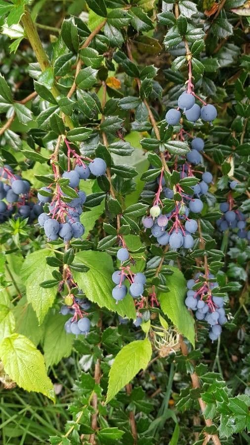 Berberis de Darwin 5