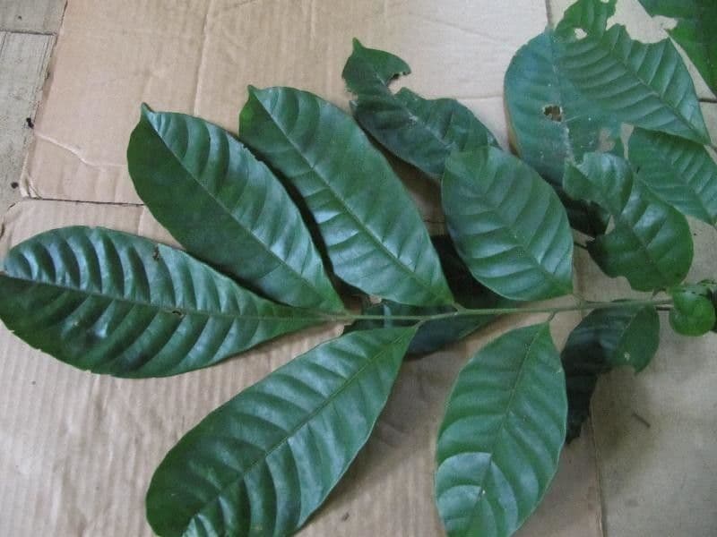 Trichilia 2