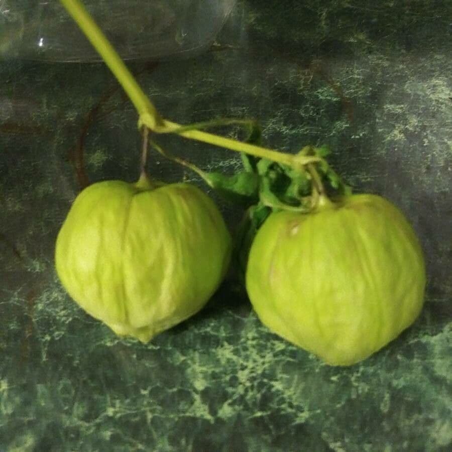 Tomatillo 2