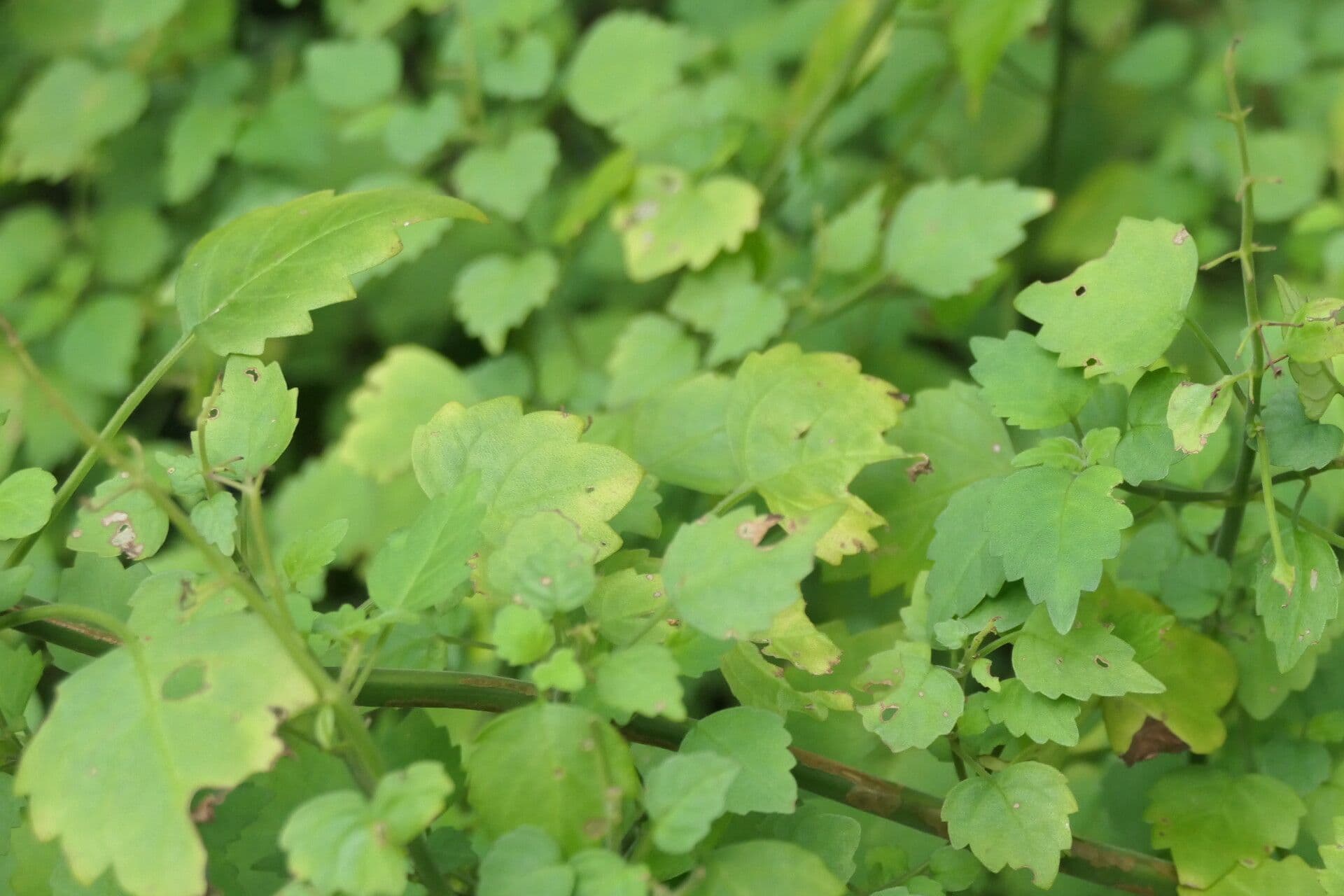 Plectranthus 6
