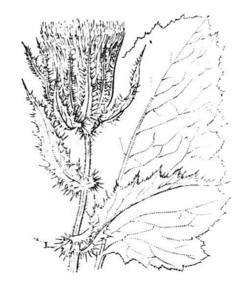 Cardo carnico 24
