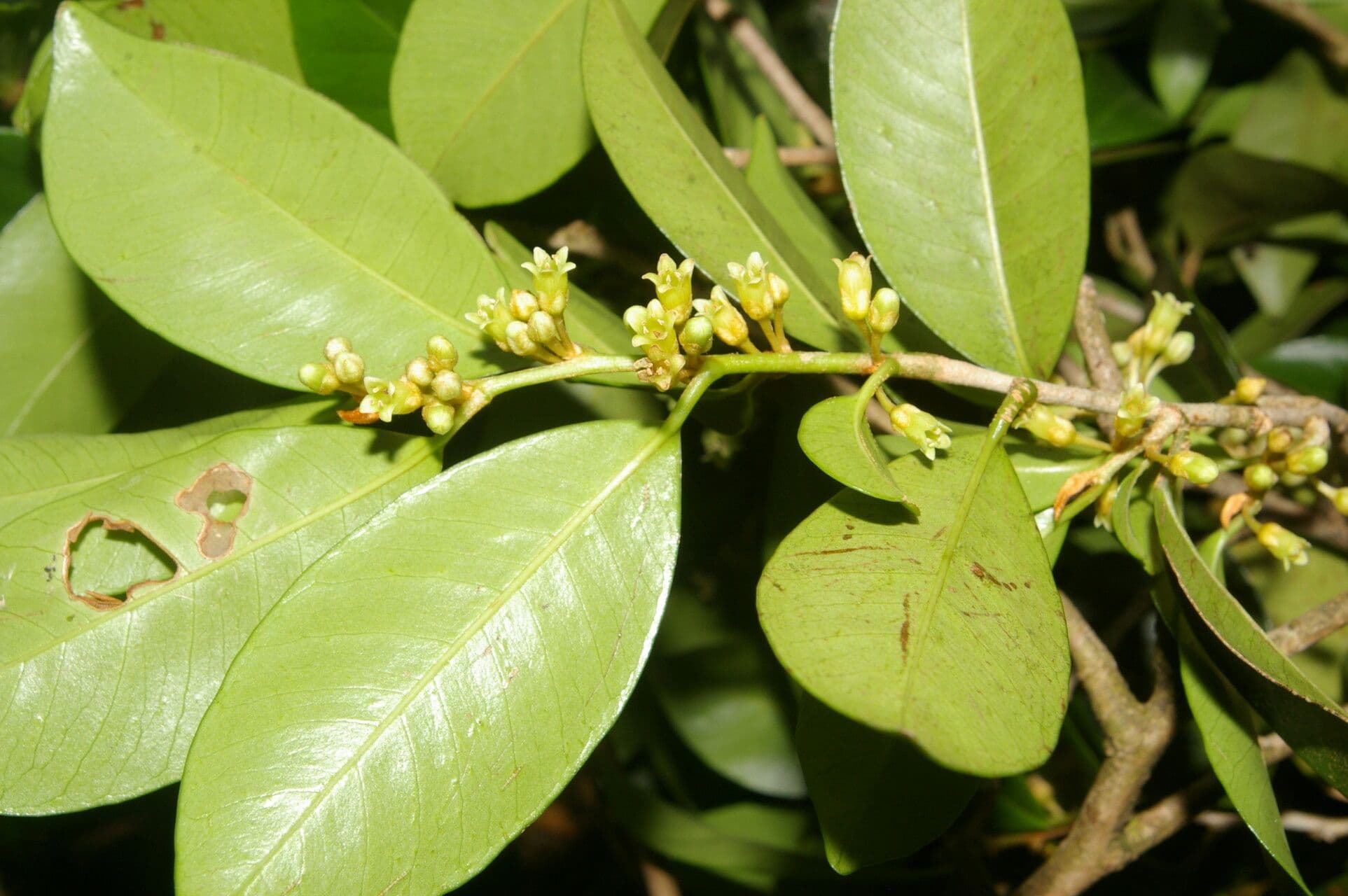 Casearia tremula 8