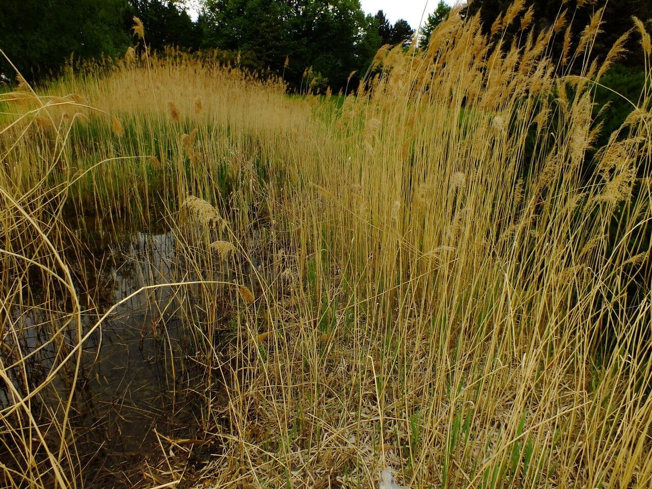 Stipa 9