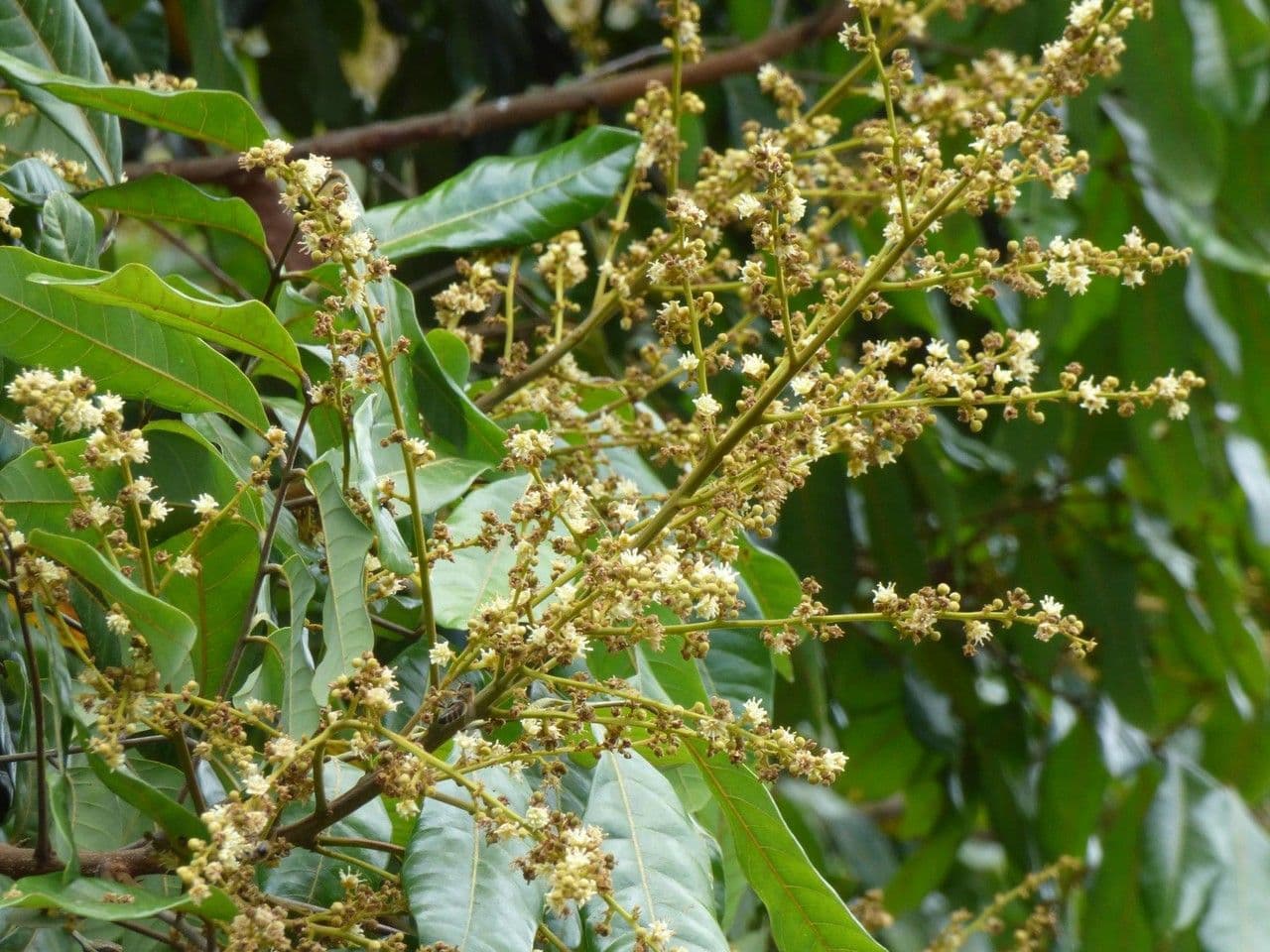 Longan 10