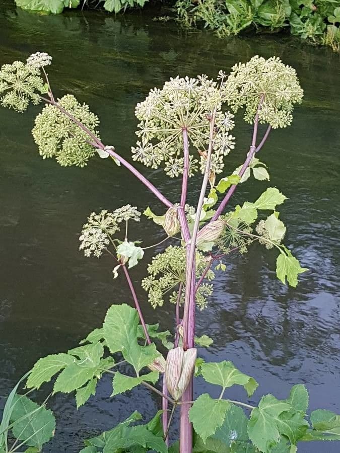 Angelica 6