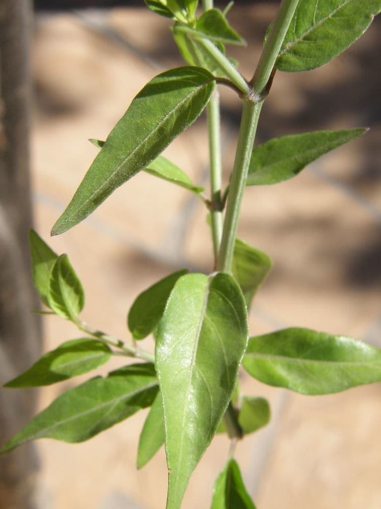 Anisacanthus 13