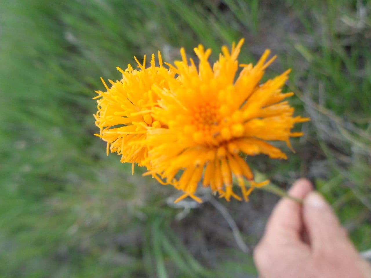 Senecio