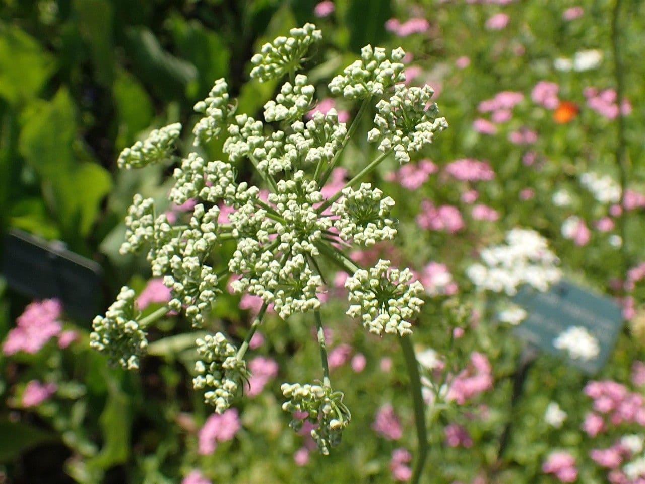 Ferula 5
