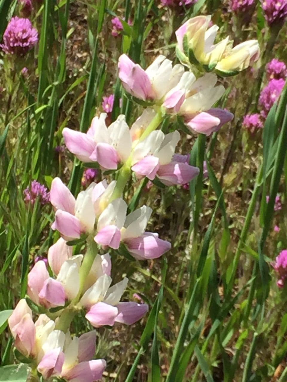 Dichtblütige Lupine 4