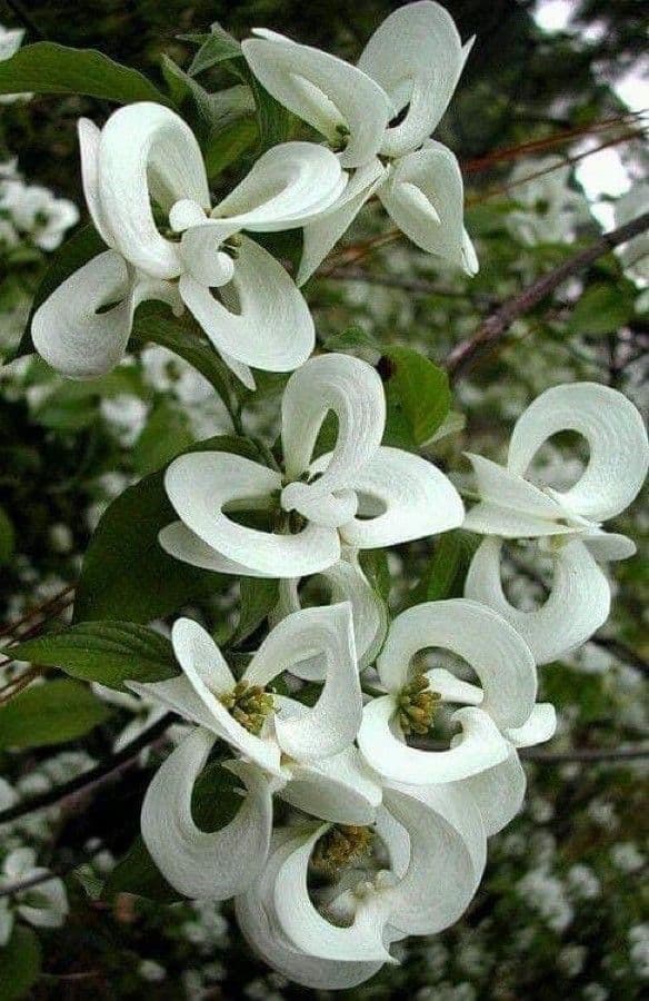 Blüten-Hartriegel 16