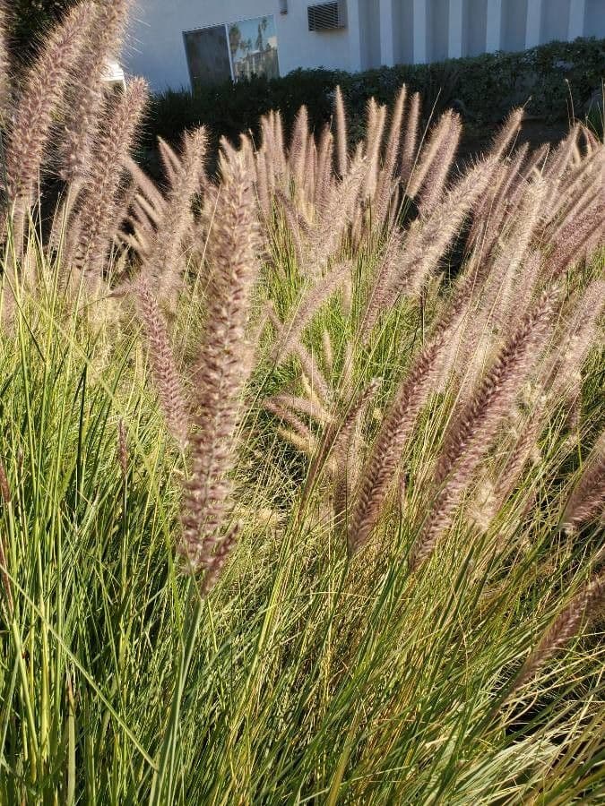 Erba fontana pelosa 12