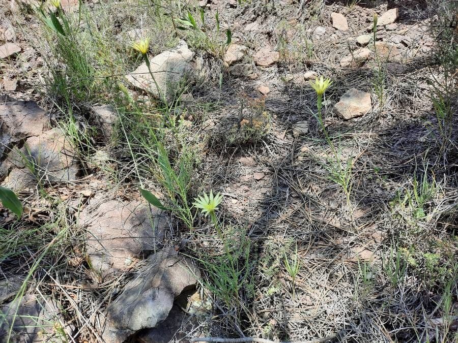 Scorzonera graminifolia 6