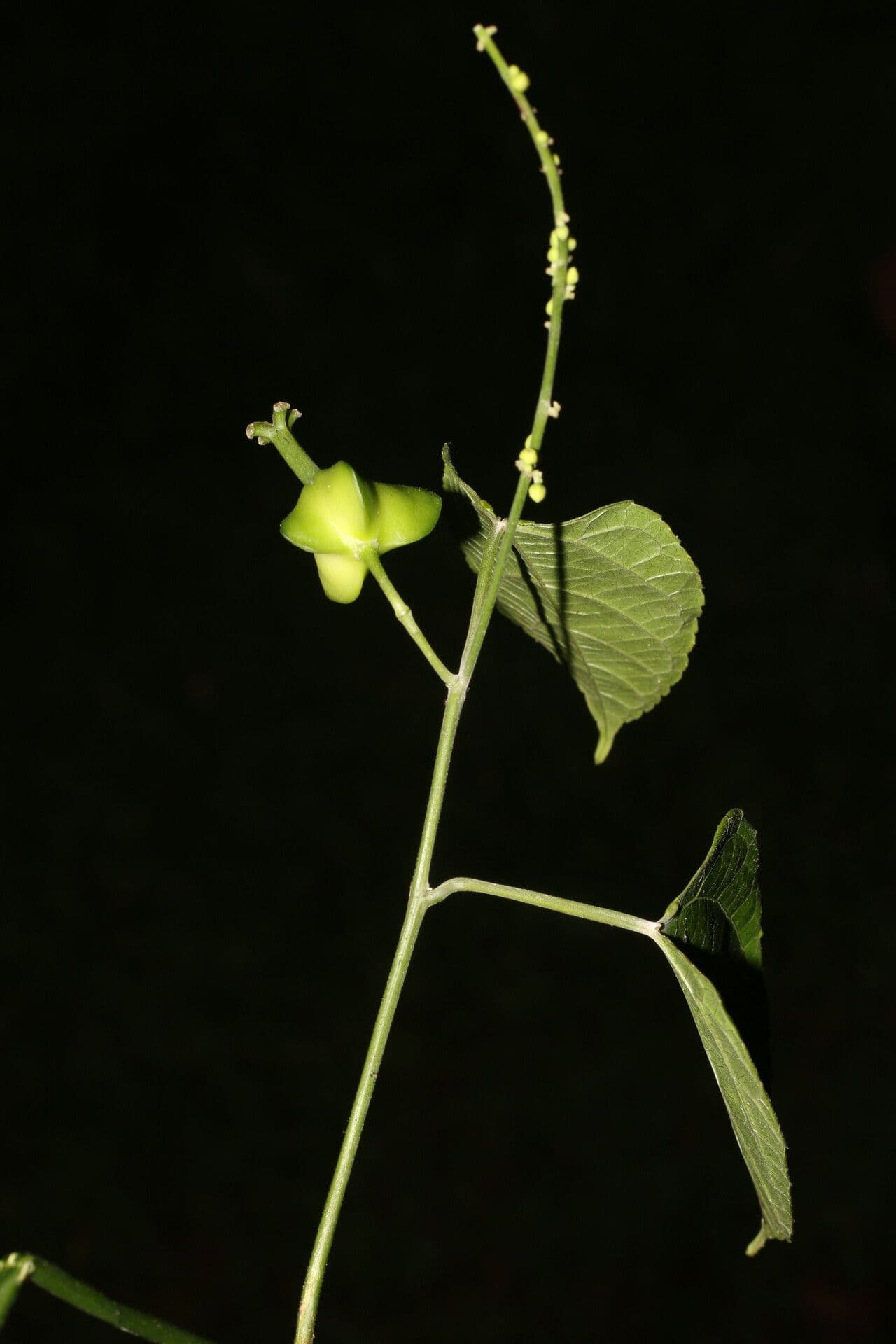Plukenetia 3