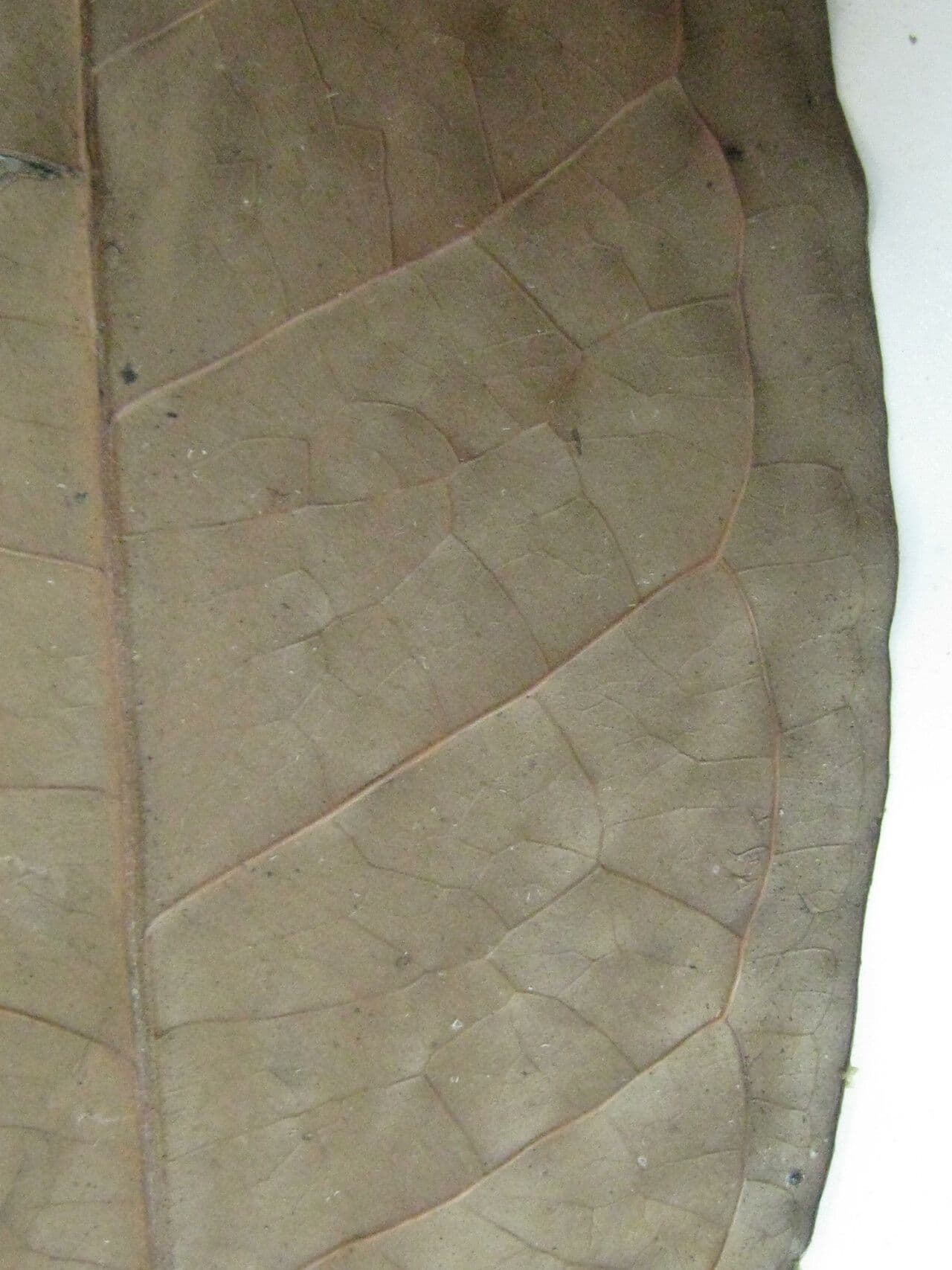 Eugenia