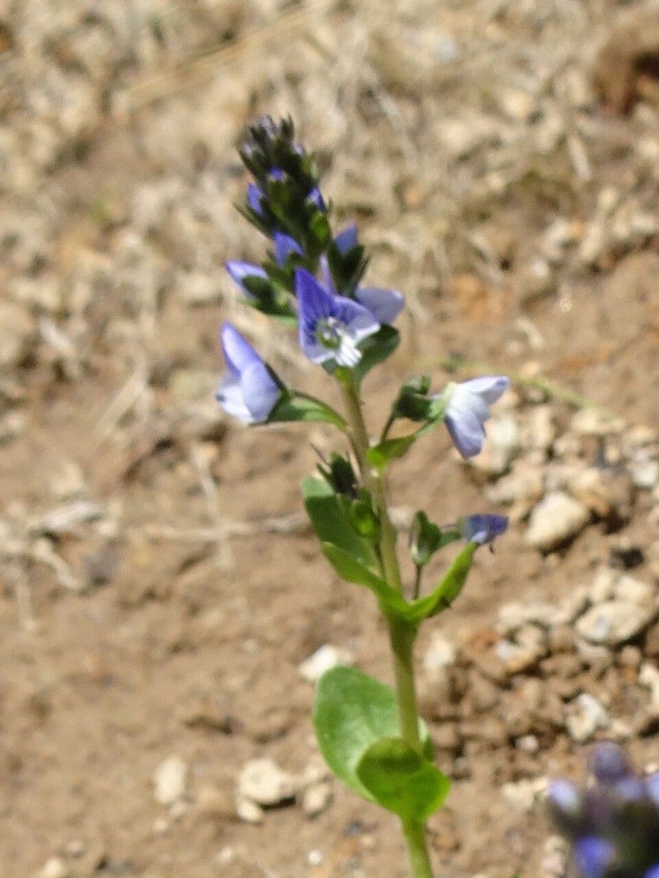 Veronica serpilifolia 6
