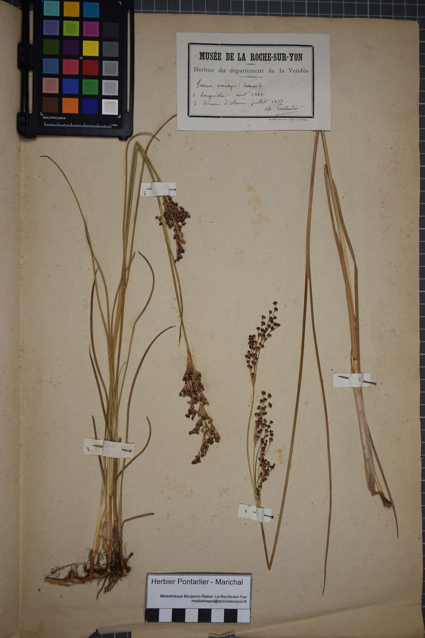 Juncus anceps 20