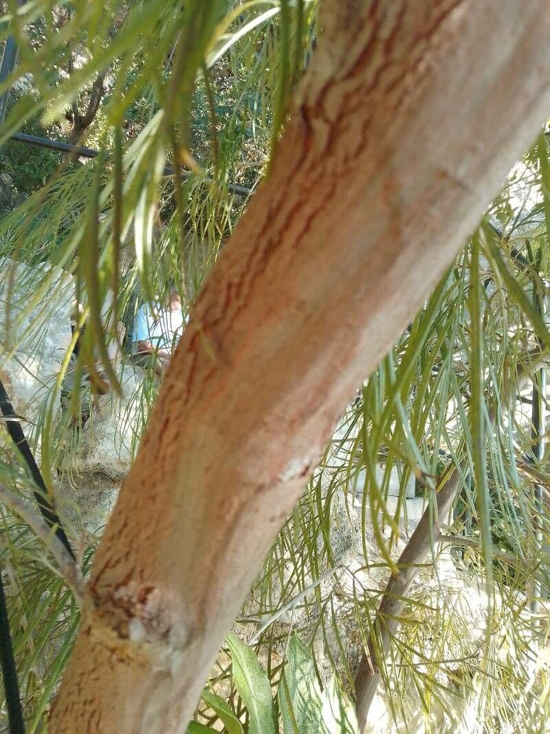 Acacia 11