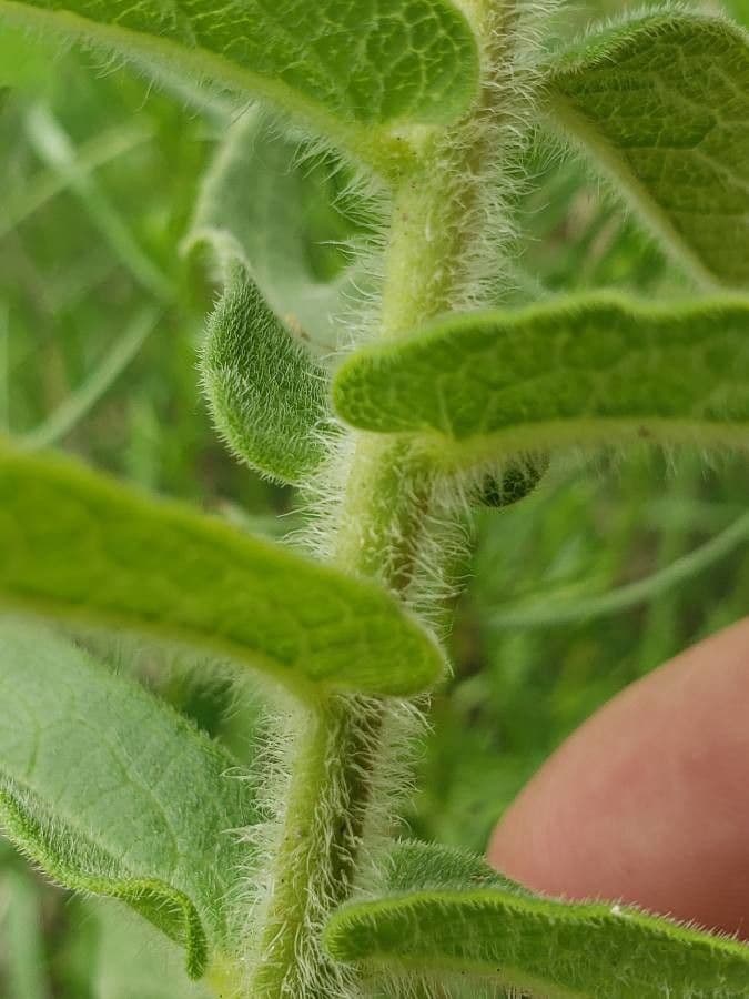 Asclepiade tuberosa 21