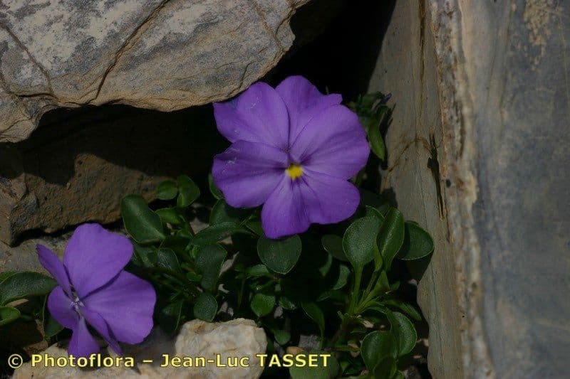 Viola 19