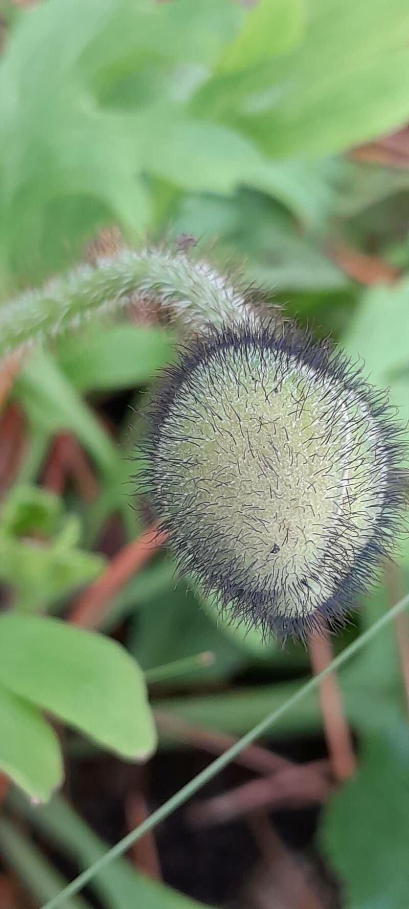 Arktischer Mohn 19