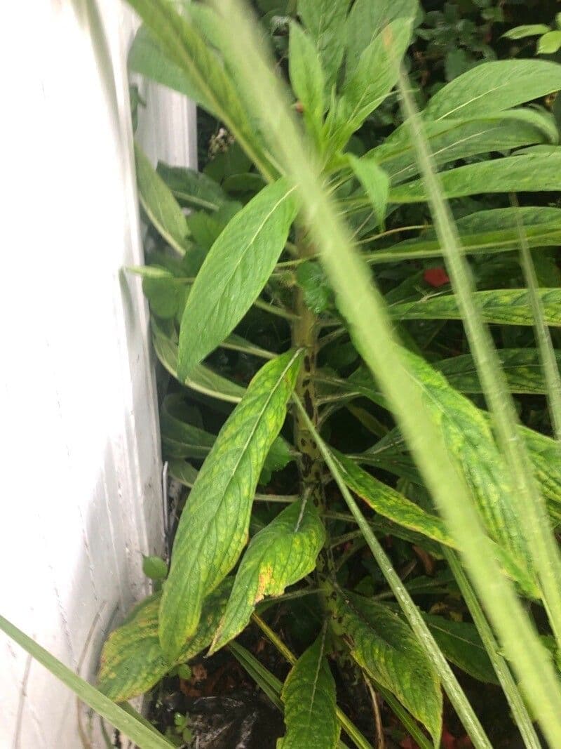 Echium pininana 6