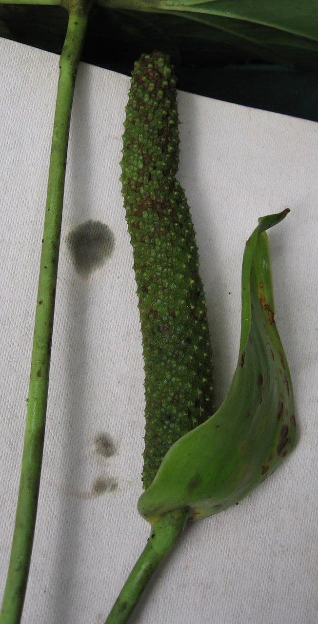 Anthurium 12