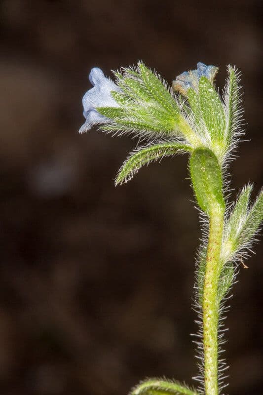 Echium 16