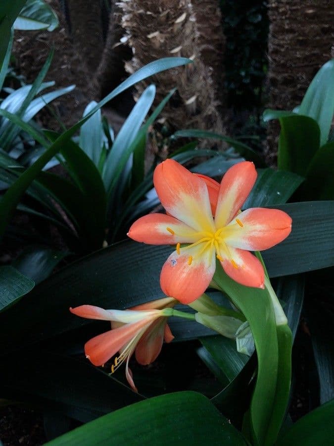 Clivia 9
