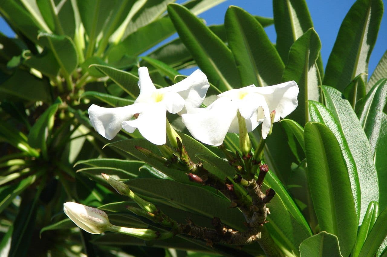 Pachypodium 3