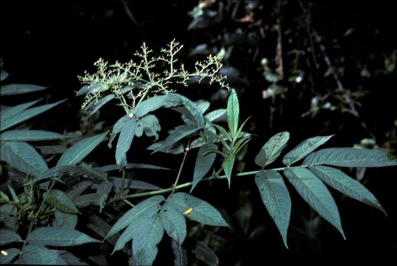 Pegia