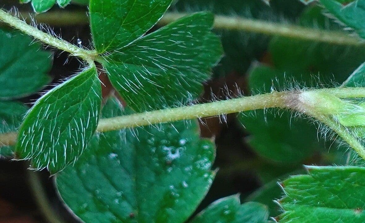 Strawberryleaf cinquefoil 23