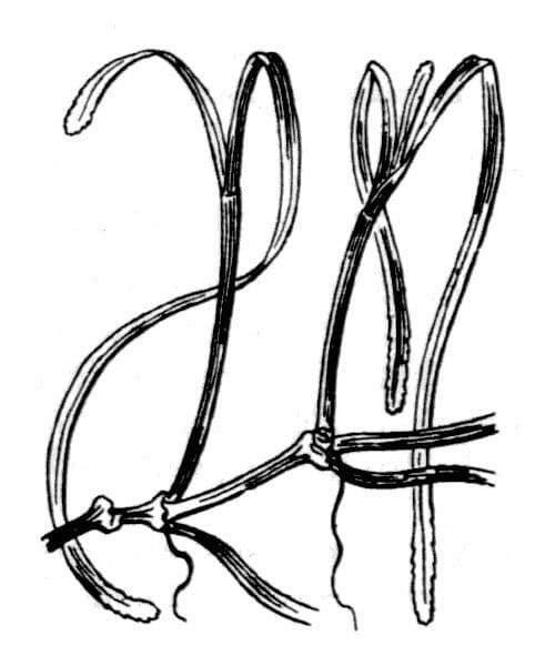 Cymodocea 12