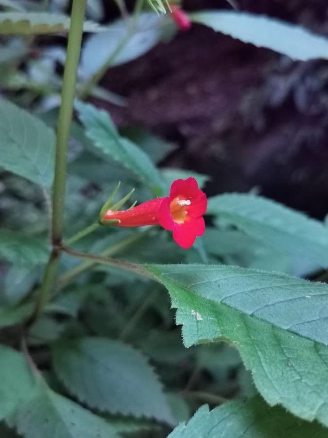 Achimenes 3