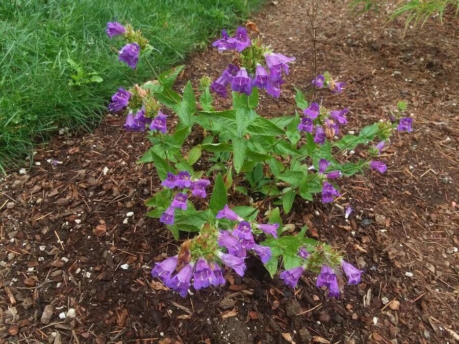 Sägeblättrige Bartblume 6
