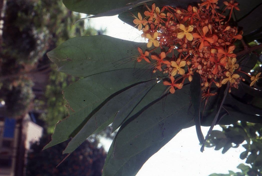 Saraca indica 5