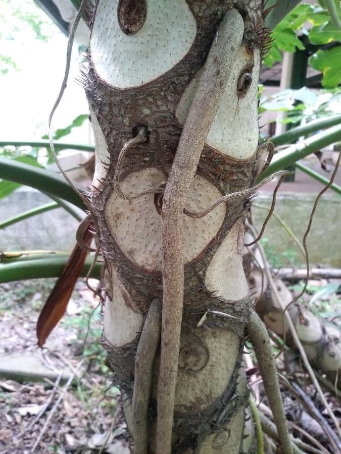 Philodendron géant 15