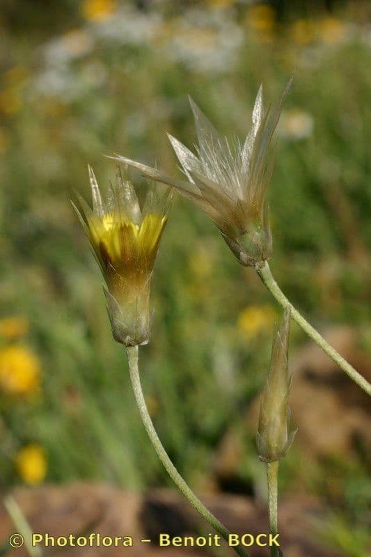 Scodella gialla 2