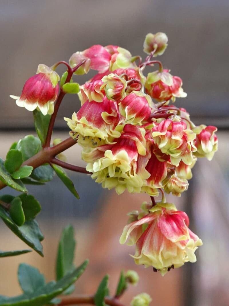 Kalanchoe 7