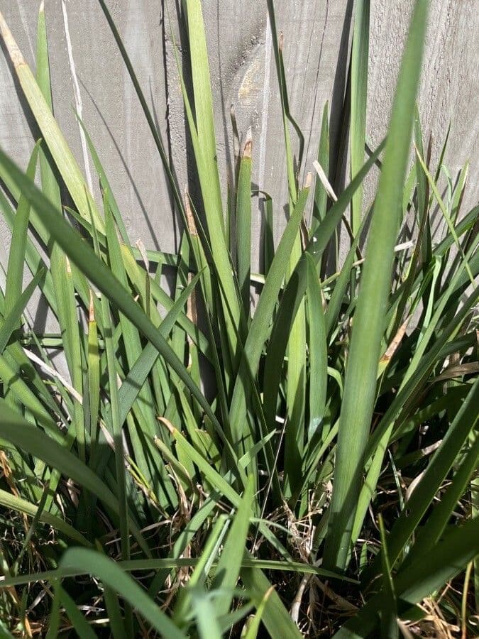 Iris selvatico a fiore grande 14