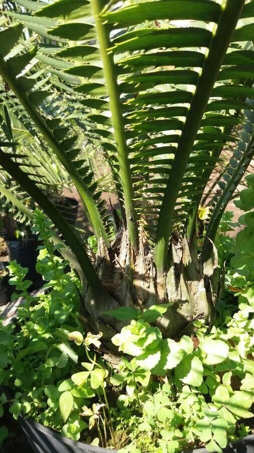 Dioon 17