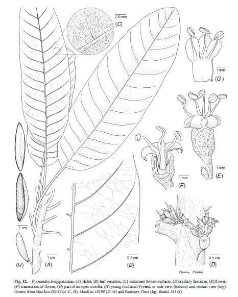 Pycnandra longipetiolata