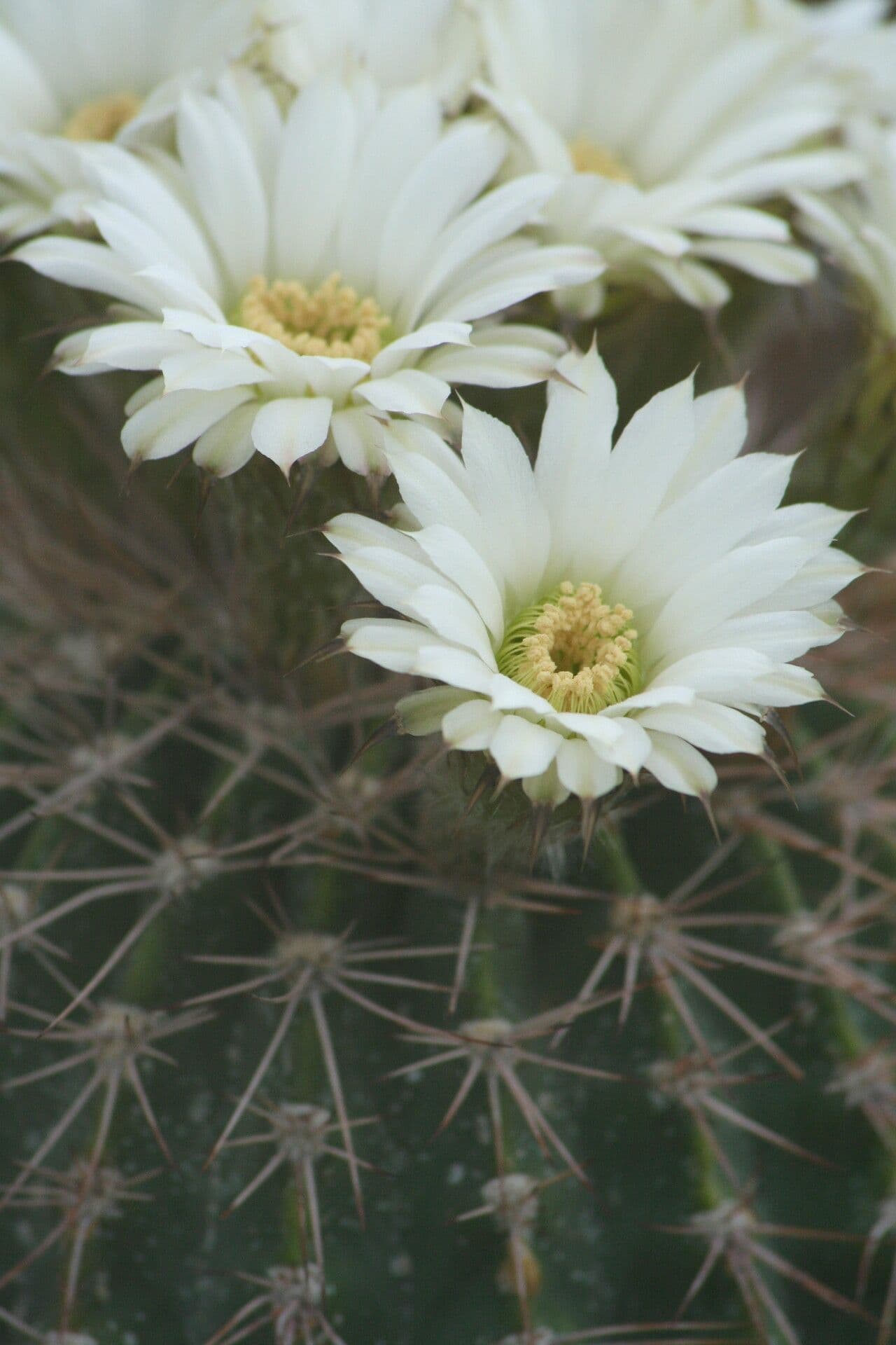 Acanthocalycium 3