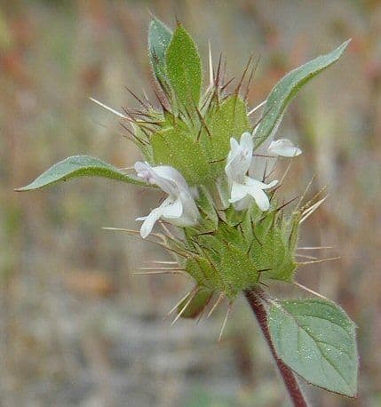 Acanthomintha 4