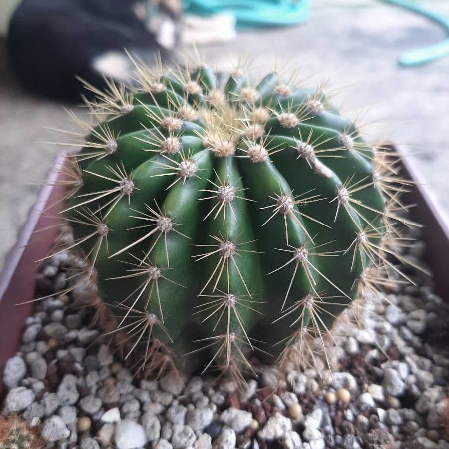 Coleocephalocereus 5