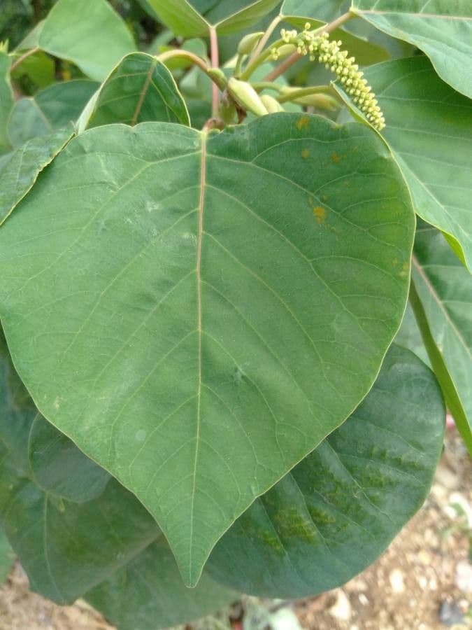 Homalanthus 5
