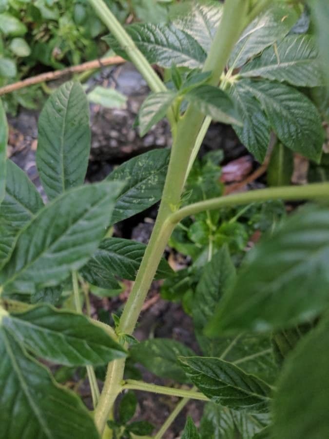 Cleome 23